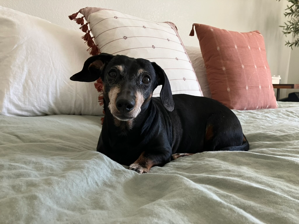Dachshund